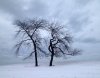 trees_in_winter.jpg