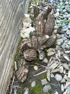 Morel patch 1.webp