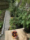 First pickings cherry tomatoes.webp