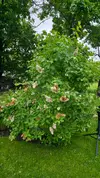 20250529_083916.webp