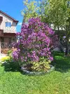 Lilac2025.webp
