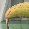 RdM
